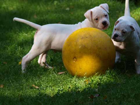 Darkenwald american bulldog pup